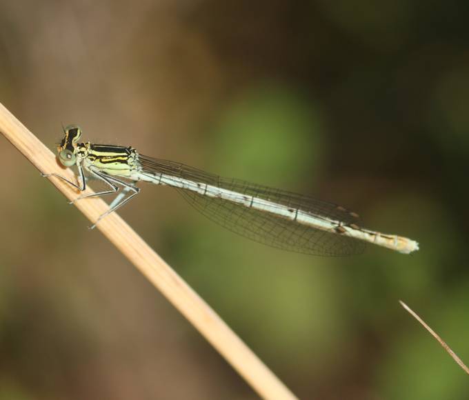 Platycnemis pennipes? s, femmina